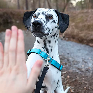 dog high five