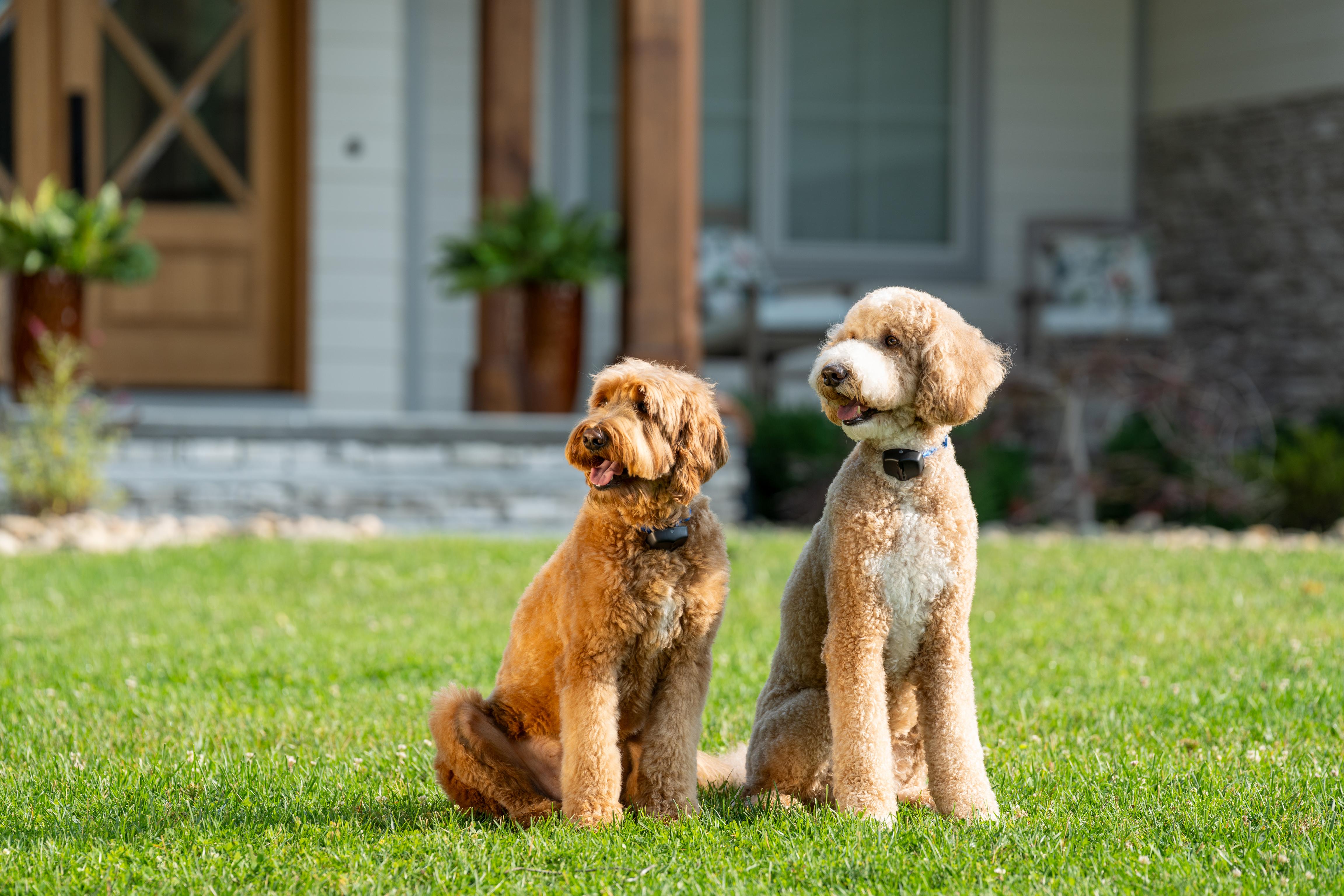 pair of dogs sitting in yard wearing Invisible Fence collar