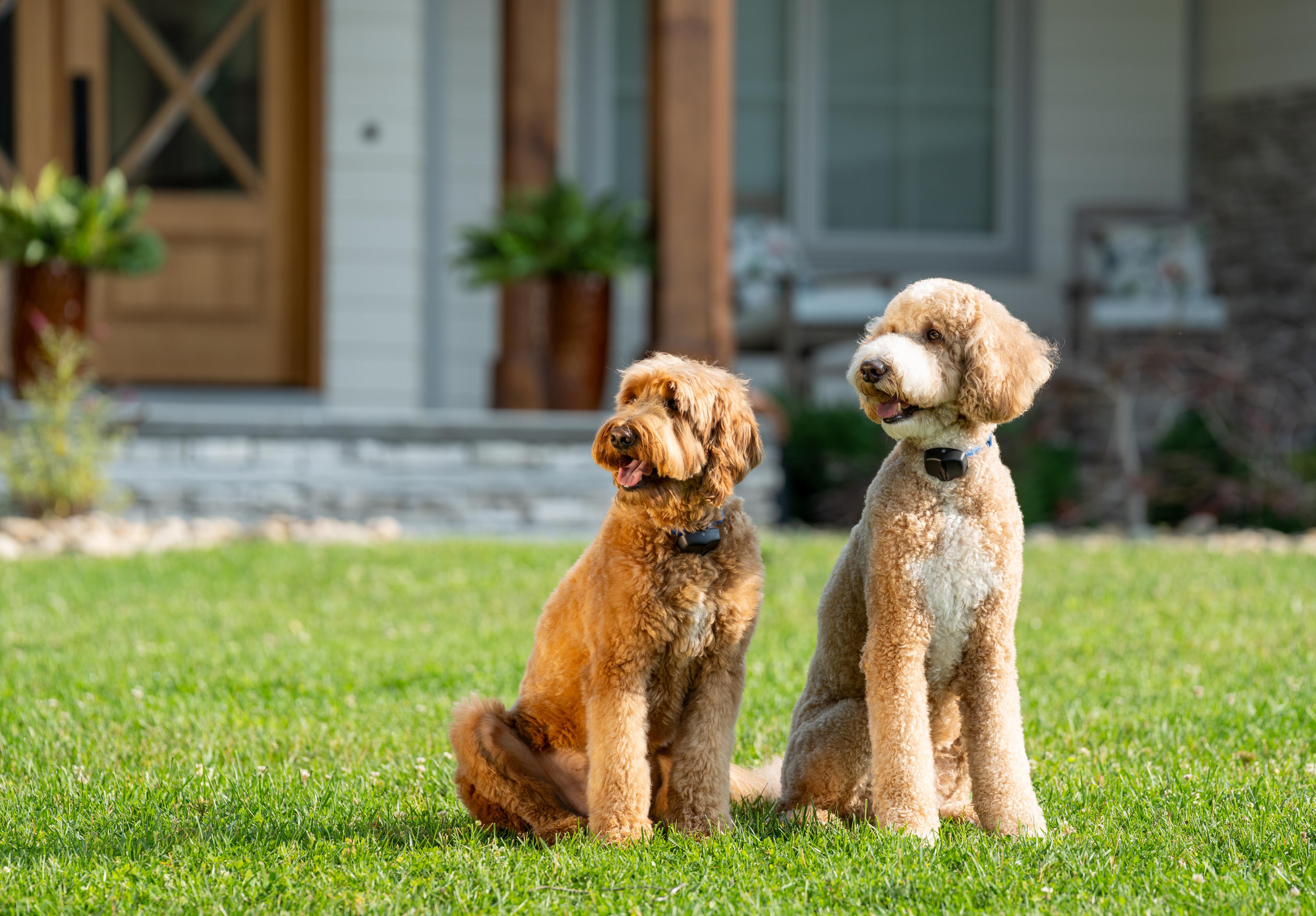 Graphic of a happy Golden Retriever dog with weather icons and arrows, showing Invisible Fence® Brand pet fences offer year-round freedom.