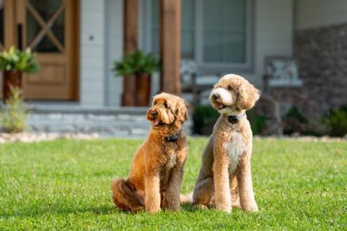 pair of dogs sitting in yard wearing Invisible Fence collar 