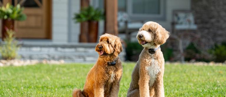 pair of dogs sitting in yard wearing Invisible Fence collar