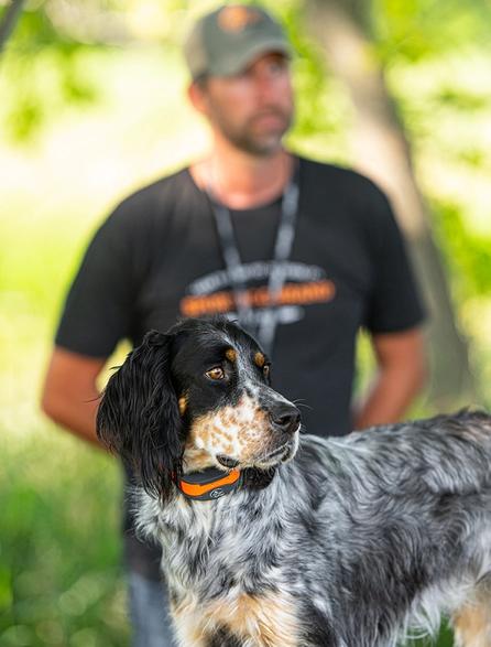 English setter with a
