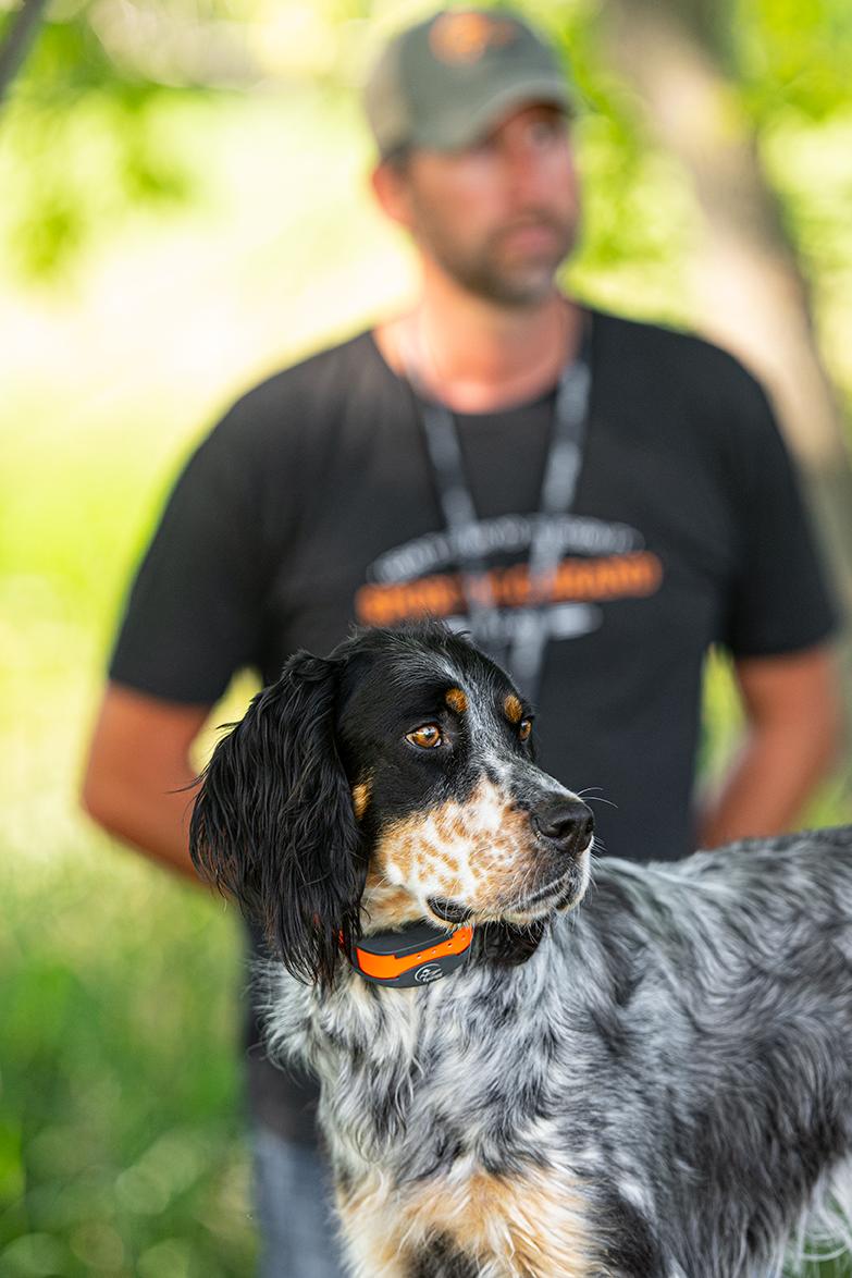 English setter with a