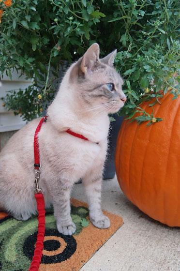 The Best Pet Halloween Costumes and Treats for Your Cats and Dogs