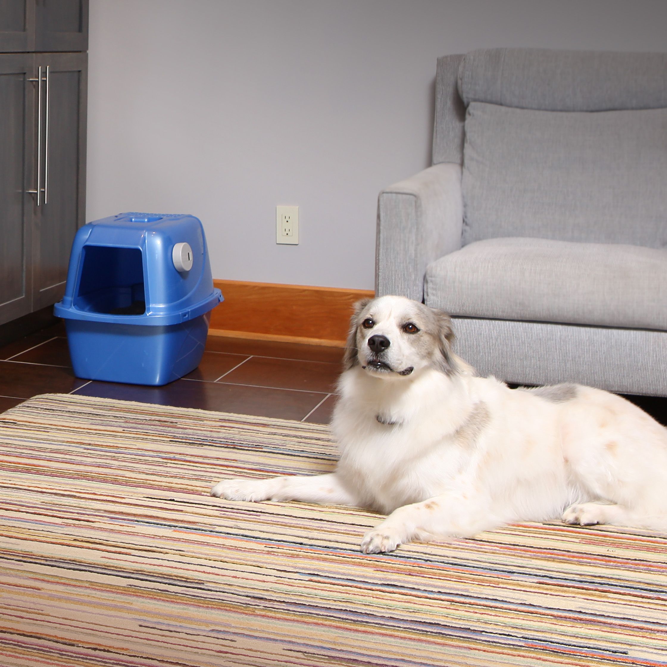 dog staying out of the litter box with invisible fence shields