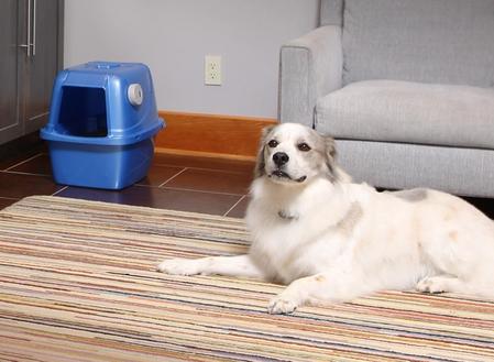 dog staying out of the litter box with invisible fence shields