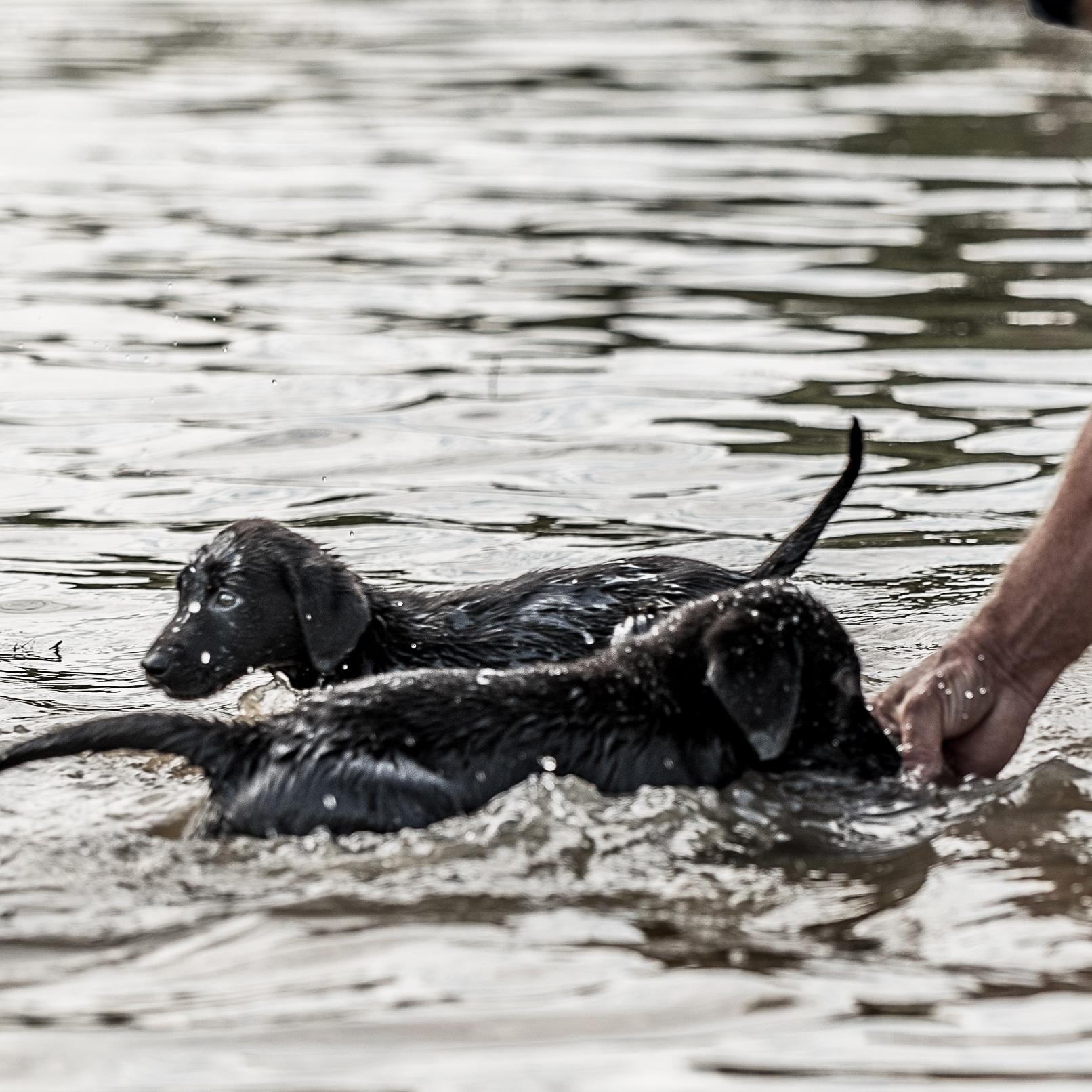 two black lab puppies in the water next to man stand in water holding pigeon