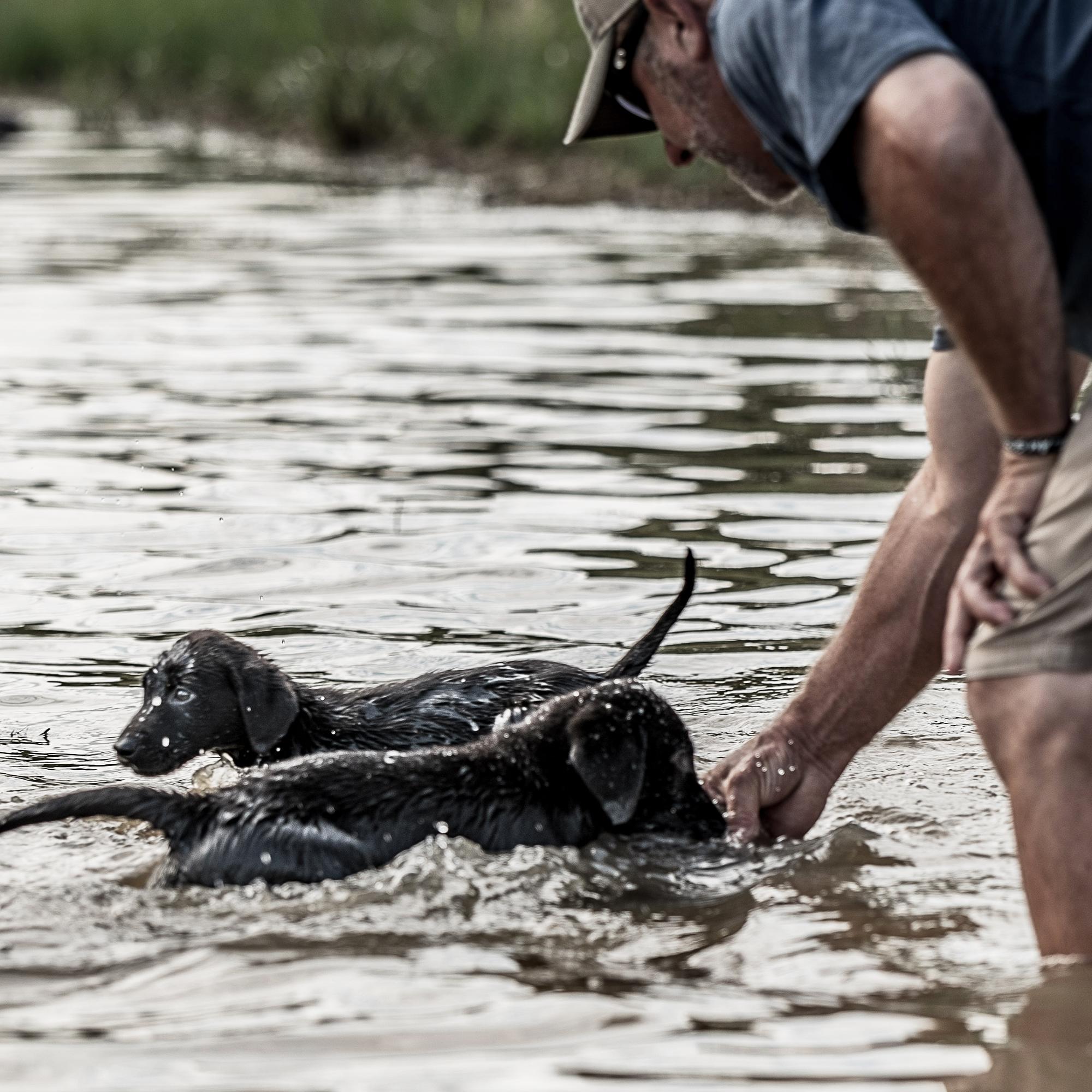 Two black lab puppies in the water