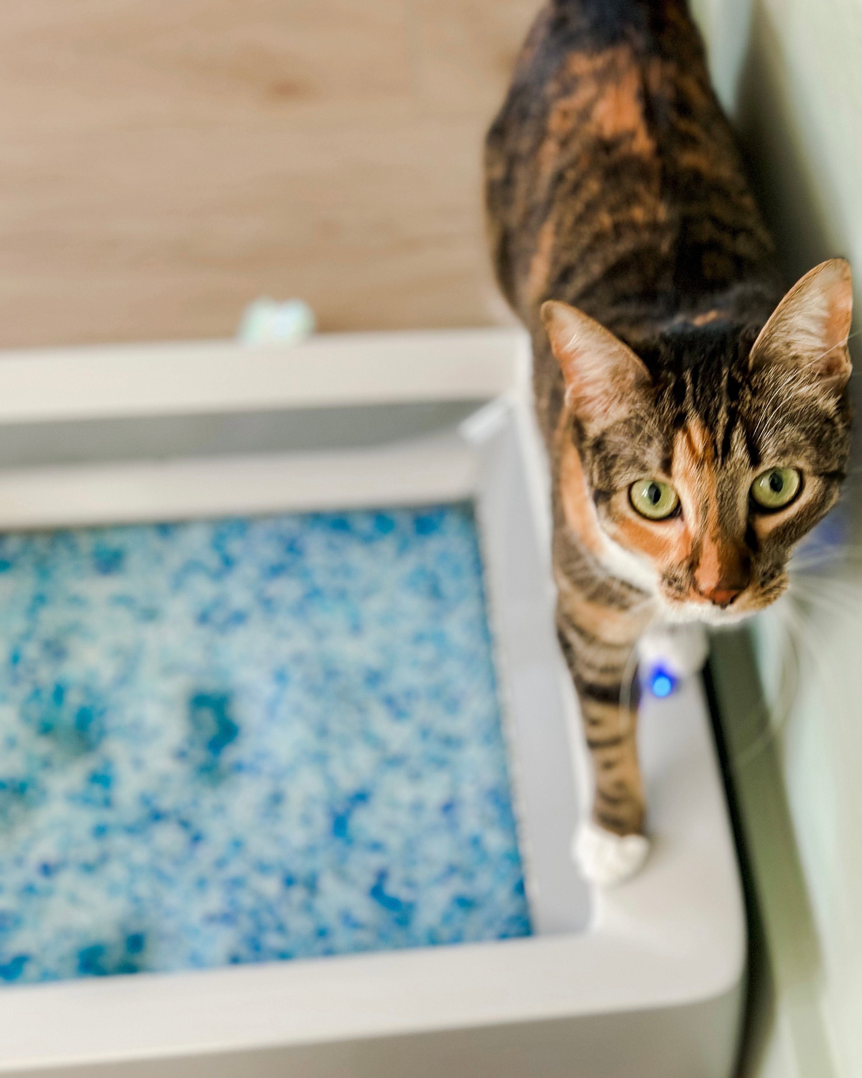 Brown and orange cat standing on the ScoopFree Complete Self-Cleaning Litter Box looking up at the camera.
