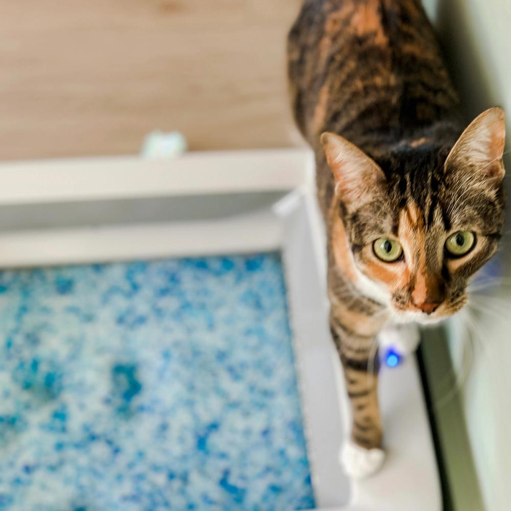 Brown and orange cat standing on the ScoopFree Complete Self-Cleaning Litter Box looking up at the camera.