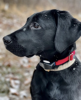 black lab puppy wearing invisible fence dog collar in the yard