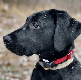 black lab puppy wearing invisible fence collar