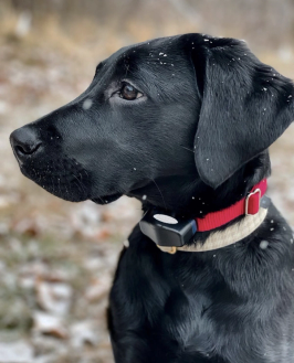 black lab puppy wearing invisible fence collar