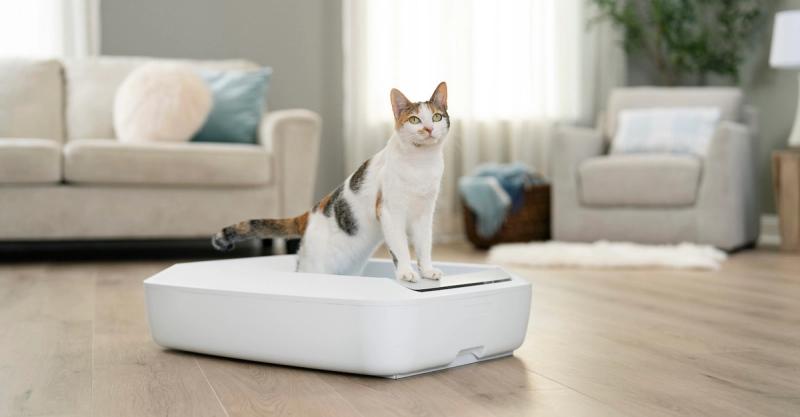 Cat standing in ScoopFree Plus Crystal litter box