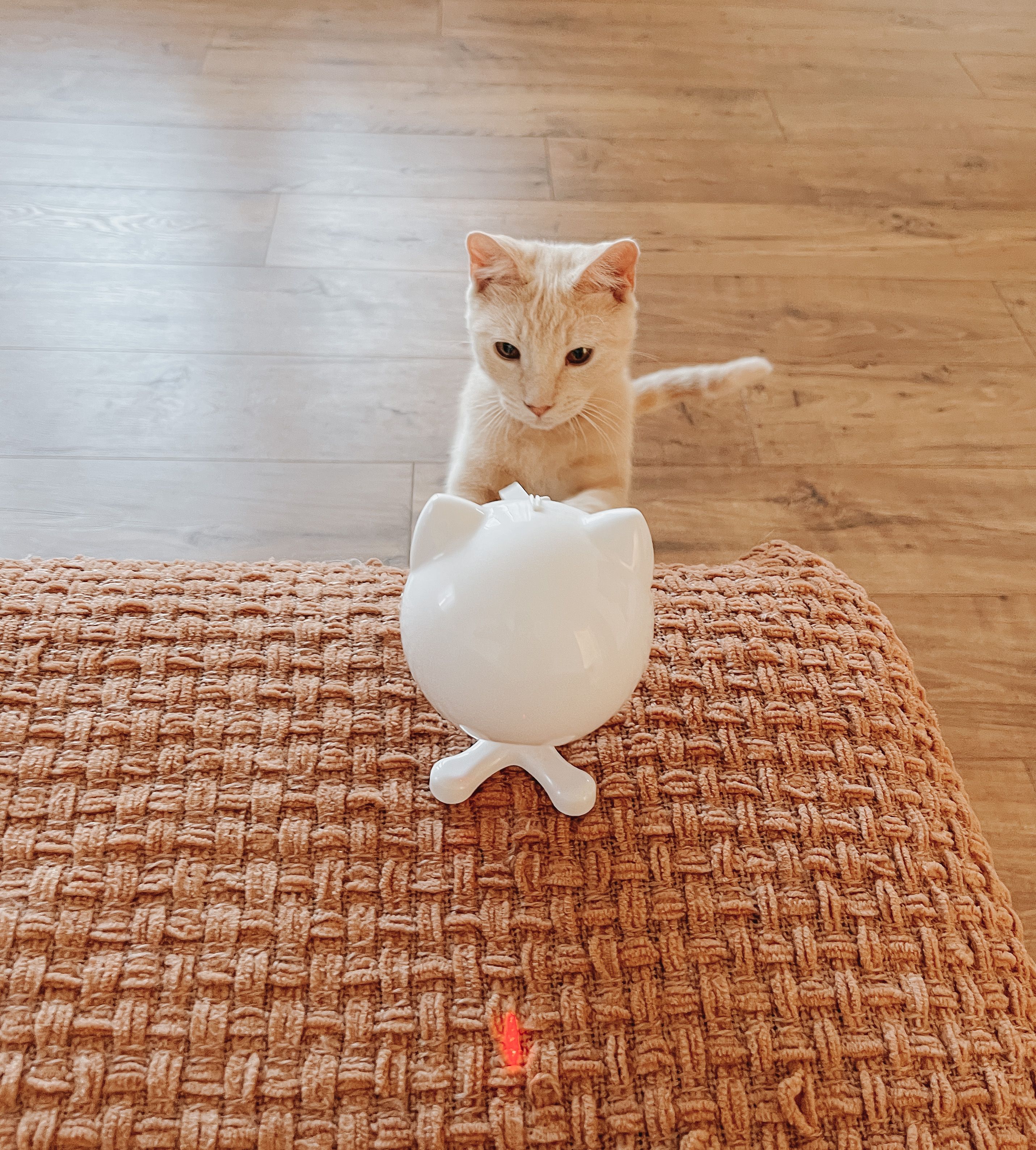 Young light orange cat looking at the PetSafe Dancing Dot Laser Cat Toy.