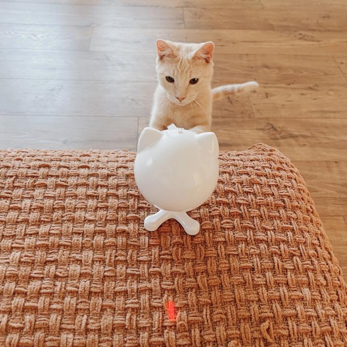 Young light orange cat looking at the PetSafe Dancing Dot Laser Cat Toy.