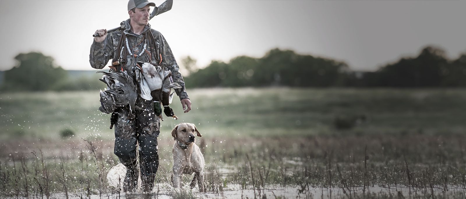 A duck hunter dressed in camo with his gun and ducks around his shoulders walking through a flooded corn field with his Yellow lab off leash on heel.