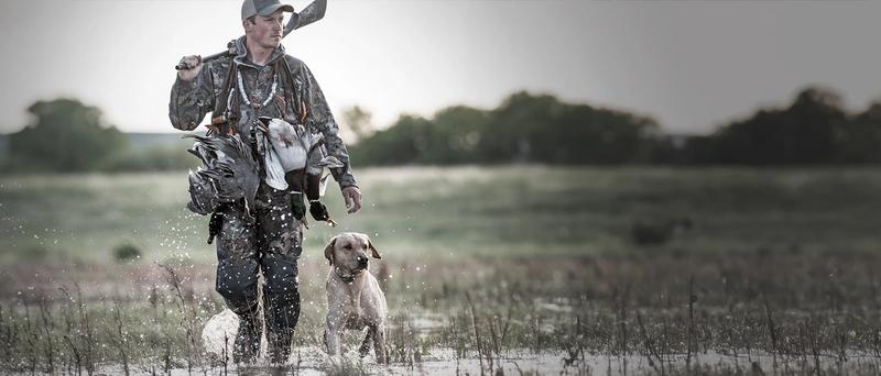A duck hunter dressed in camo with his gun and ducks around his shoulders walking through a flooded corn field with his Yellow lab off leash on heel.