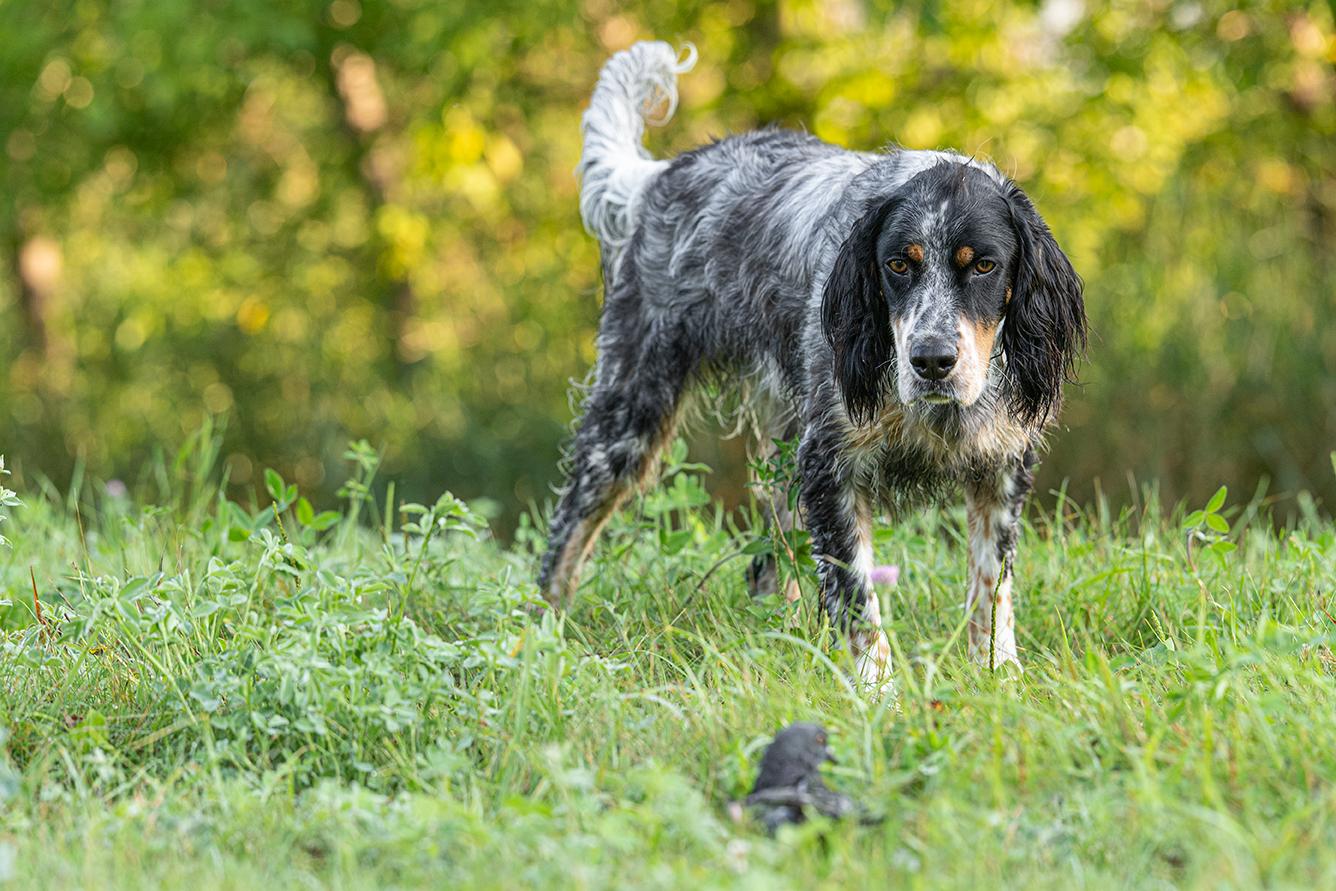 English setter on point. Pigeon in grass in front.