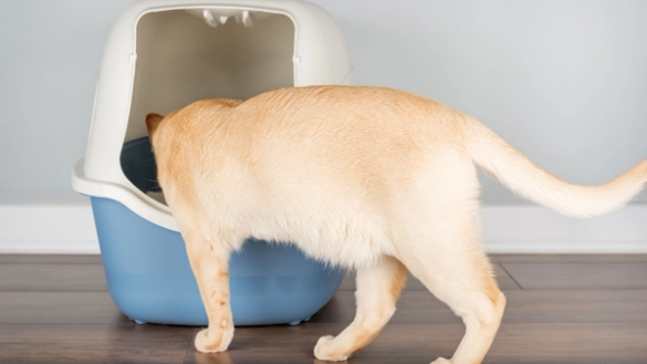 pet investigating cat litter box area 