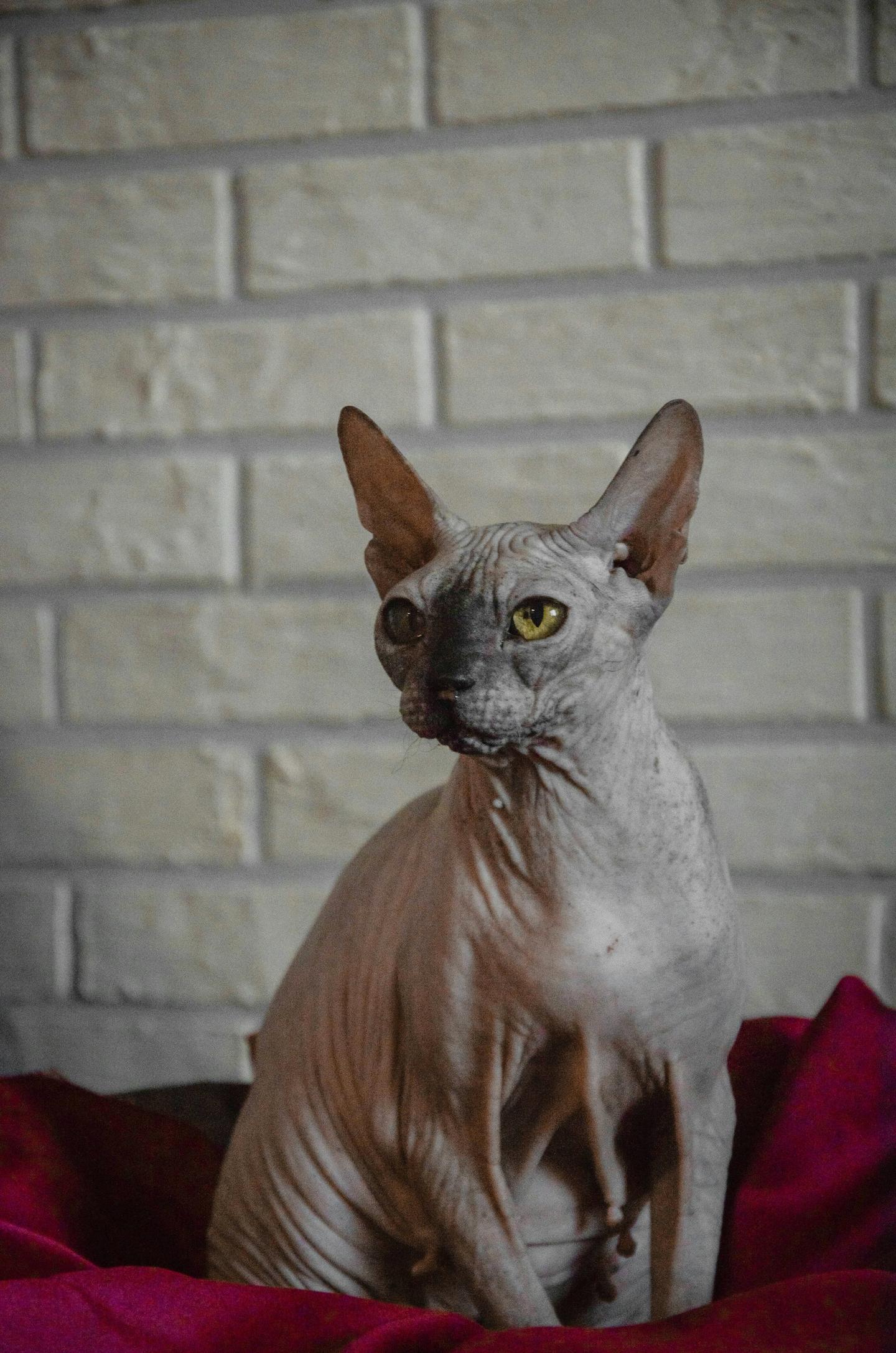 Exotic Cat Breeds: Top 10 Unique Pets for Your Home | PetSafe®