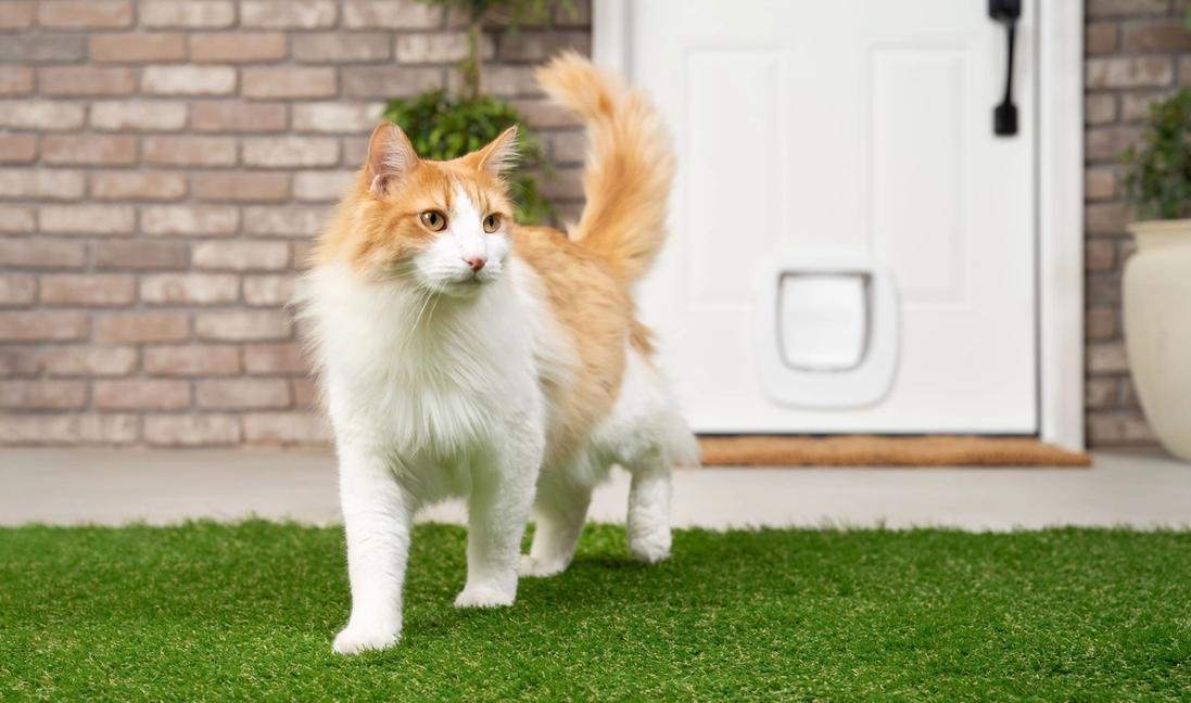 White and orange fluffy cat in backyard