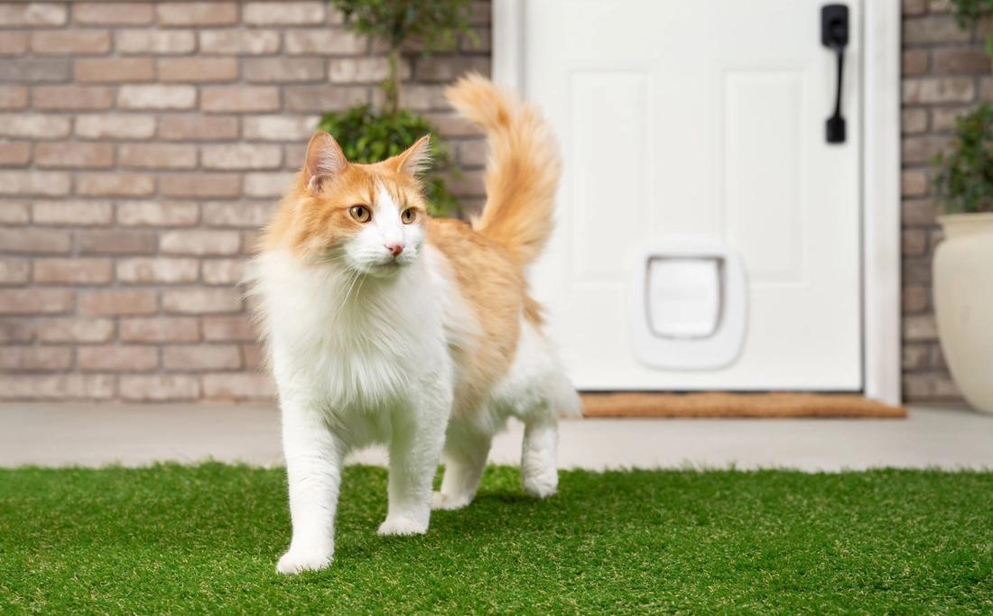 Cat walking outside with Big Cat Door in background