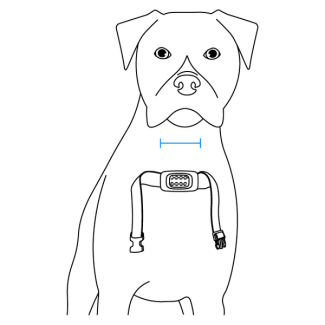 Center the sensor on your dog’s neck