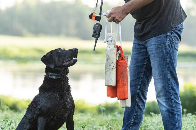 labrador noir portant un collier élisabéthain regardant en haut vers le dresseur tenant des leurres avec un sifflet et une télécommande de collier élisabéthain suspendus à un cordon