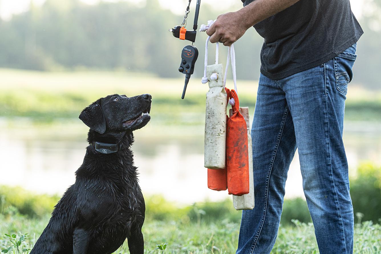 black lab wearing an Elizabethan collar looking up at trainer holding dummies with a whistle and remote for the e-collar hanging from a lanyard
