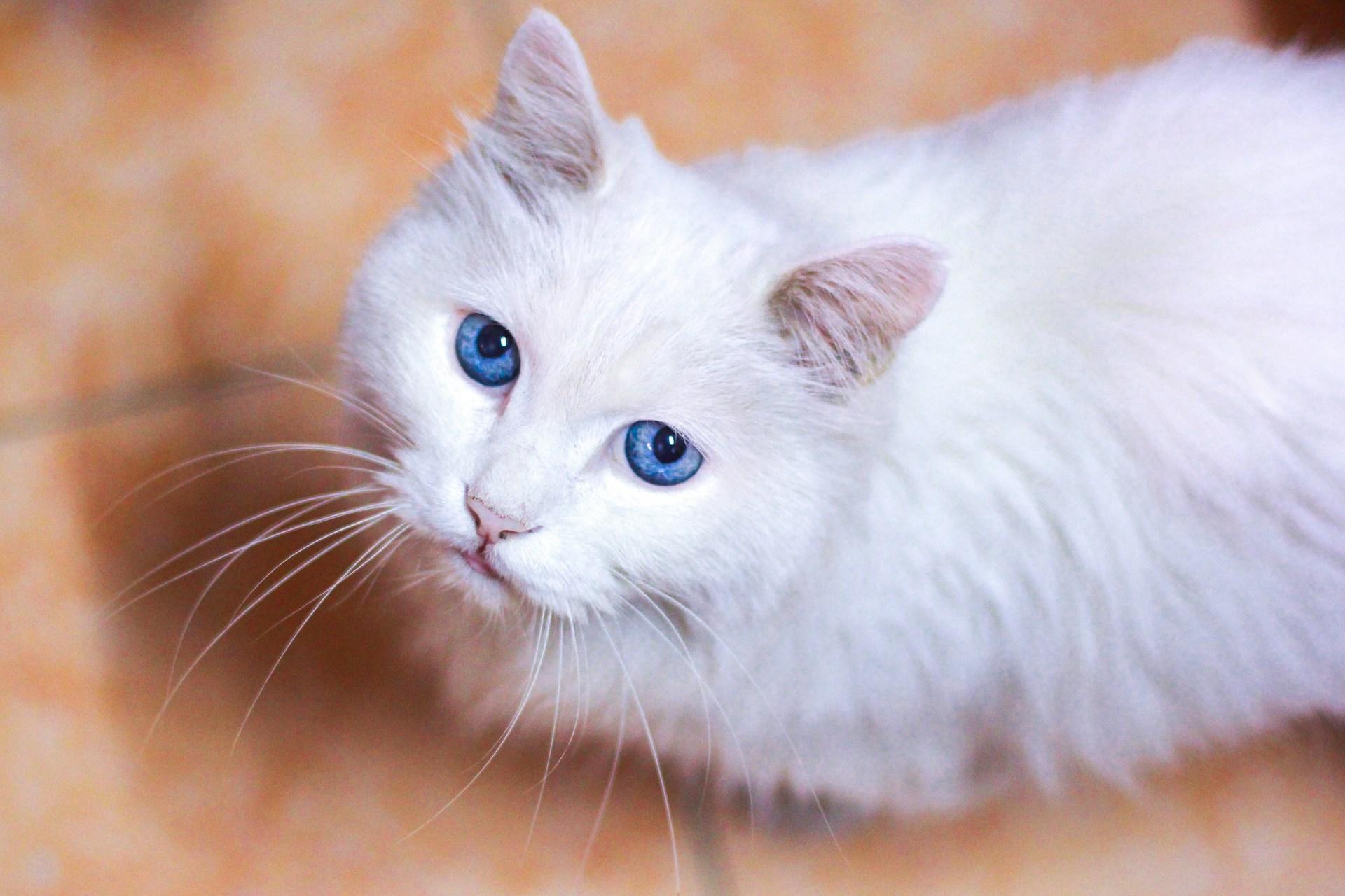 Siamese White Cat