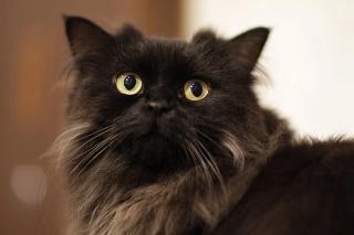 LaPerm Cat
