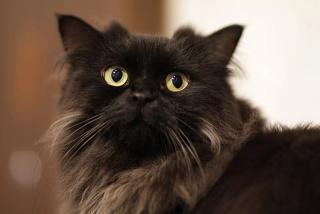 LaPerm Cat