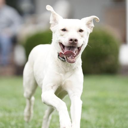Dog enjoying freedom of wireless pet fence