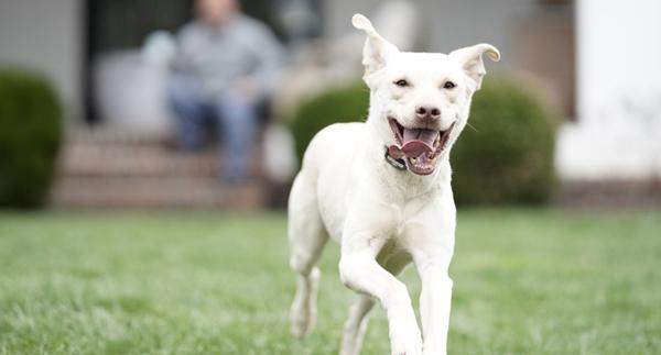a medium sized dog runs in a suburban yard while wearing a wireless fence collar