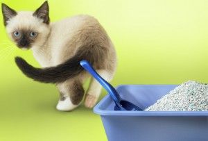 Kitties that are persnickety about their litter are smarter than we think