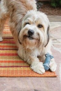 indigo™ Fresh Floss Bones help clean your dog's teeth while giving him a yummy treat!