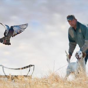 pigeon being launched out of launcher with man training english setter on point in background