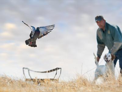 pigeon being launched out of launcher with man training english setter on point in background