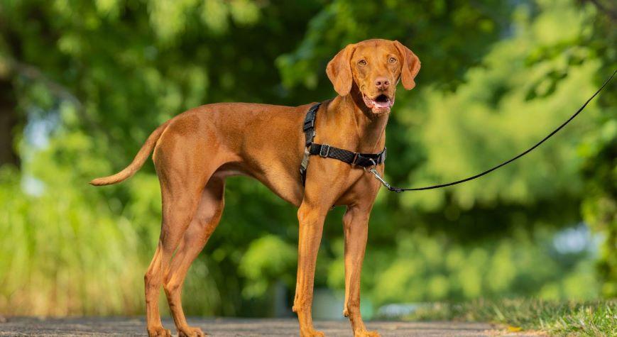 Brown Dog on a Leash