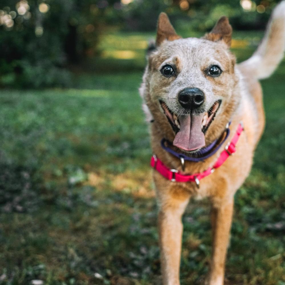 Light brown medium sized dog smiles into the camera while wearing a red PetSafe Easy Walk Harness.