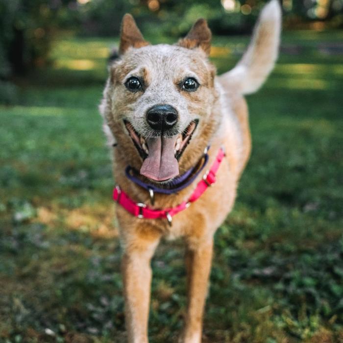 dog playing at dog park