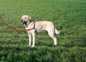 The Easy Walk Harness gives you and your dog a better walk!
