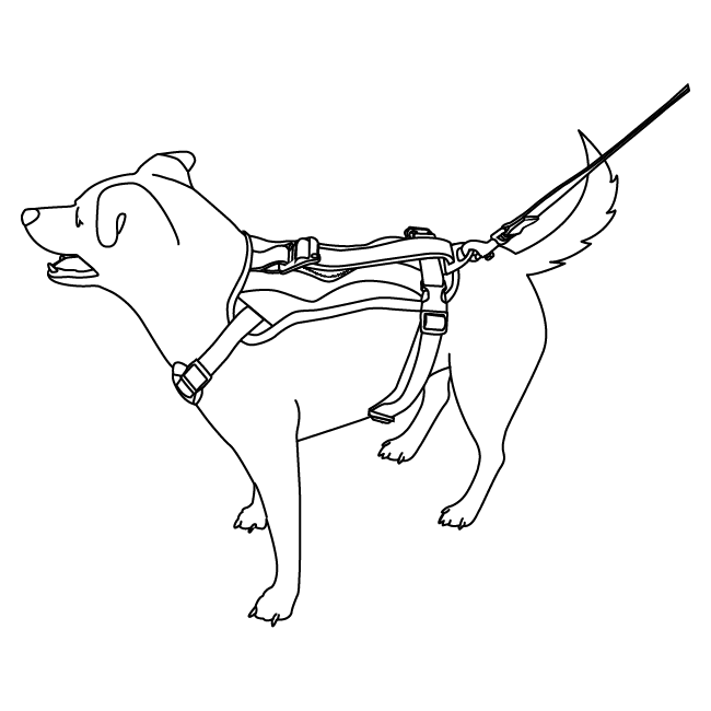 walking-pet-walk-along-outdoor-harness-illustration