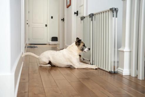 dog sitting calmly at base of stairs but blocked by an inconvenient gate not an invisible fence shields boundary