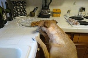 Remove food from the counters to keep your dog from jumping up.