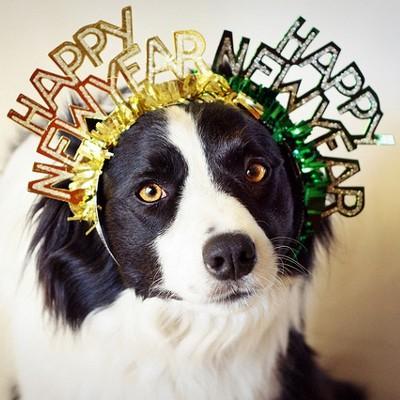 new years resolutions for pets