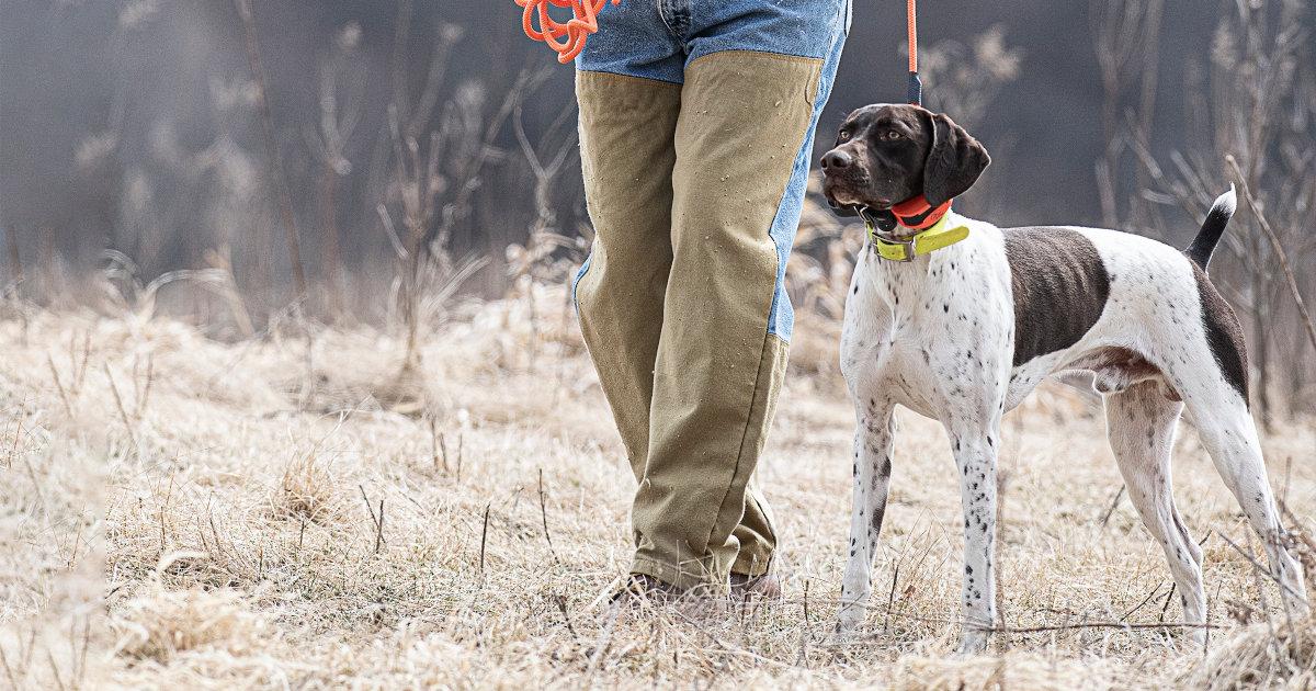 pointer on lead standing next to handler
