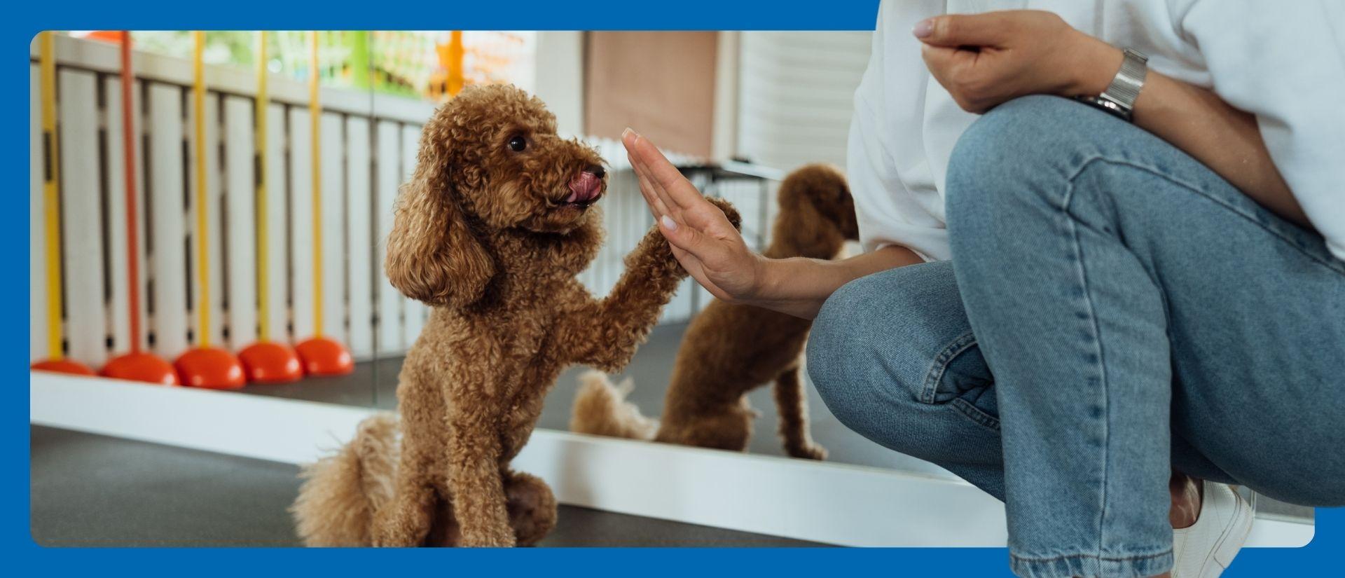 Puppy high-fiving his owner