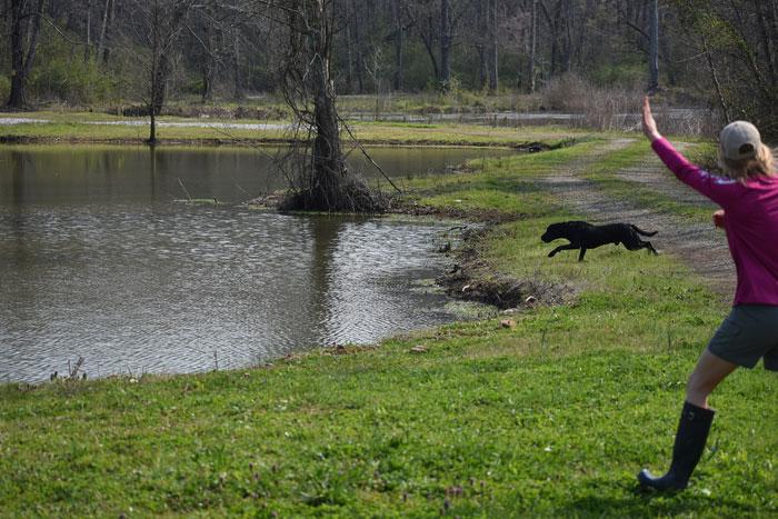 5 DOG TRAINING TACTICS TO BEAT THE SUMMER HEAT